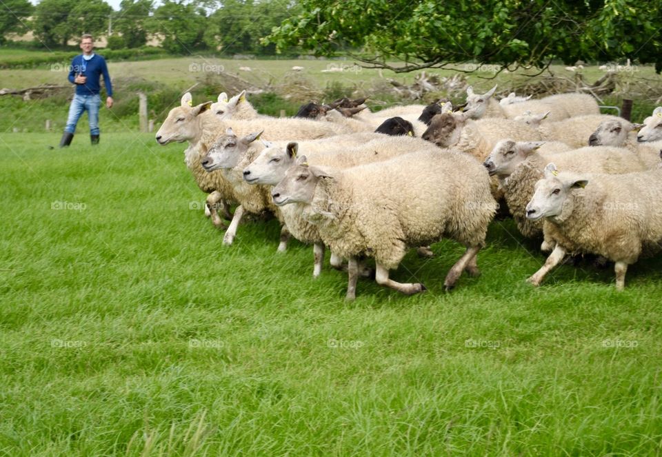 Sheep and farmer