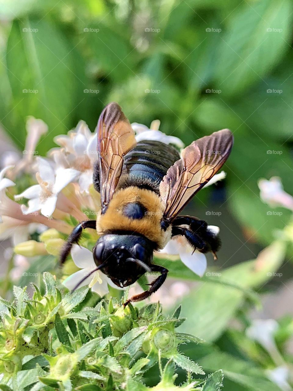 Spring has Sprung - Bees and other pollinators help plants – from wildflowers to fruits and vegetables – reproduce. Bees, in particular, slurp up nectar and collect pollen from flowering plants, and pollen collects on their legs