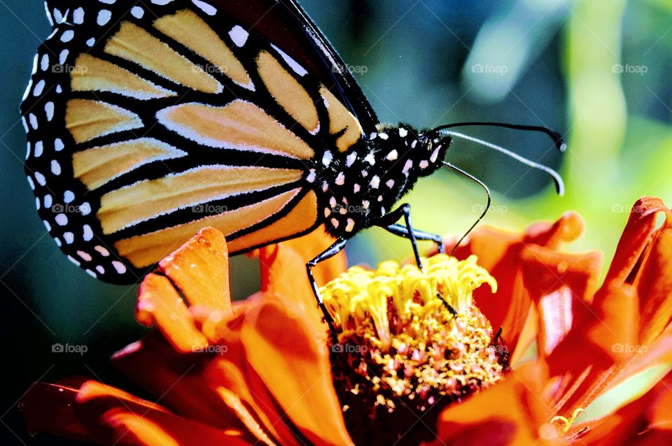 Close Up Monarch