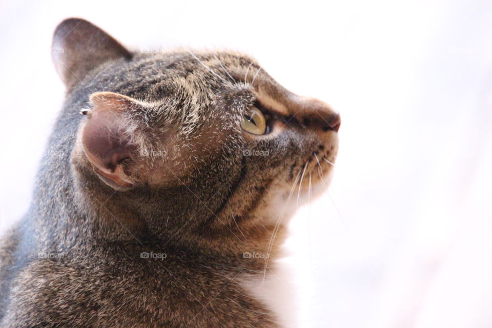 Cat Closeup 