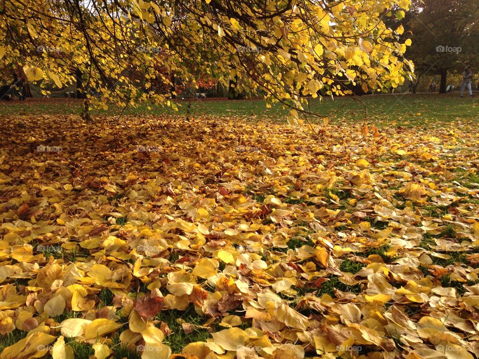 Golden autumn leaves in St James park