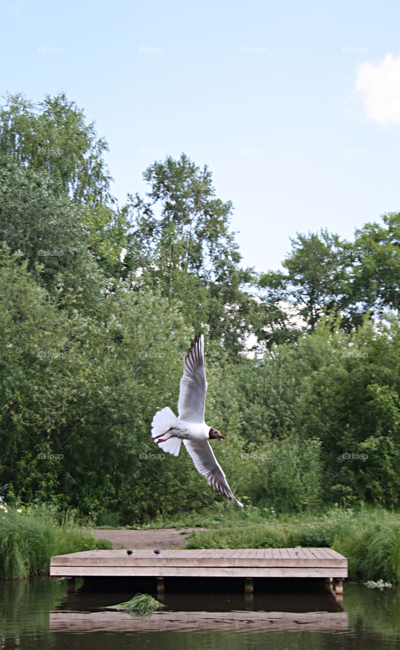 Black-headed gull