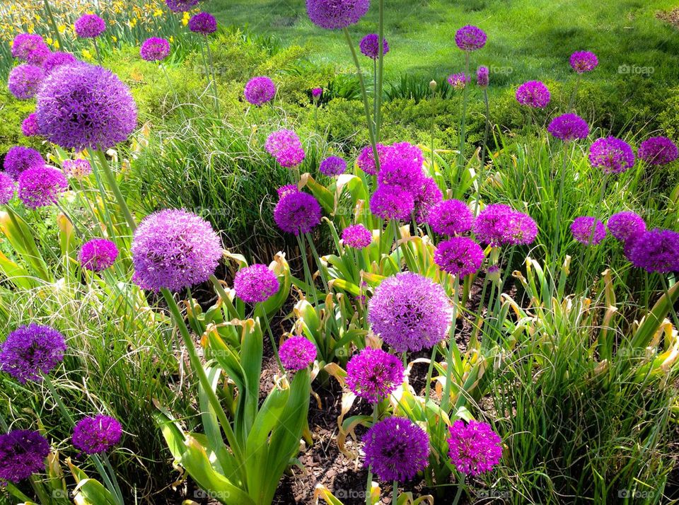 Purple Onion Flower