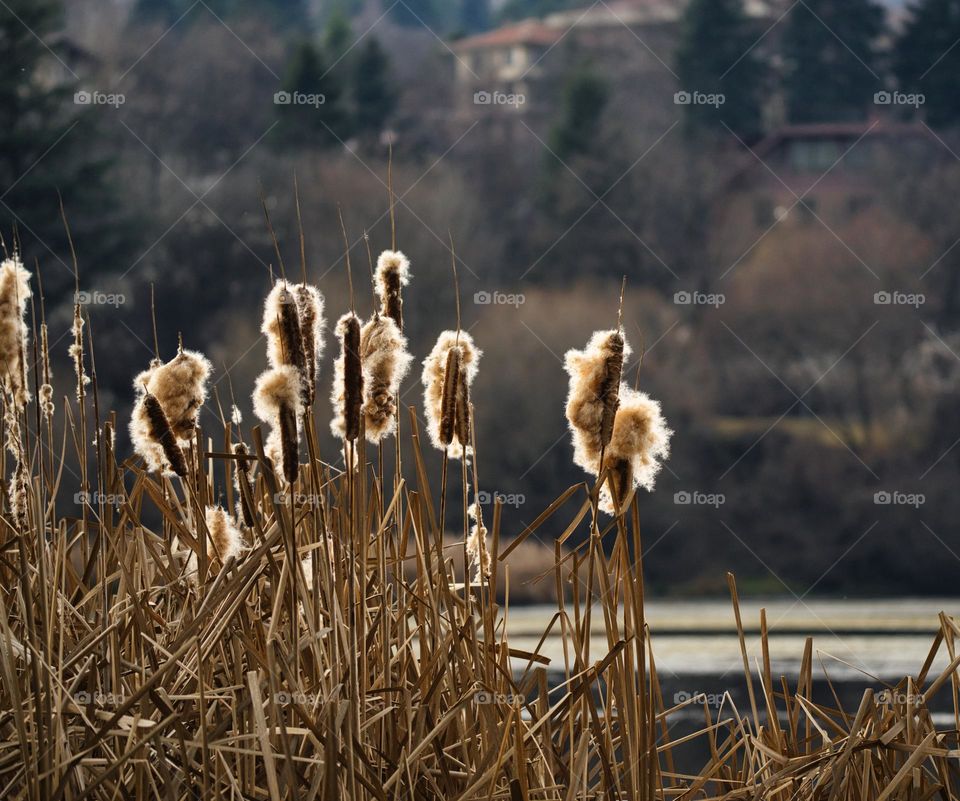 cattail