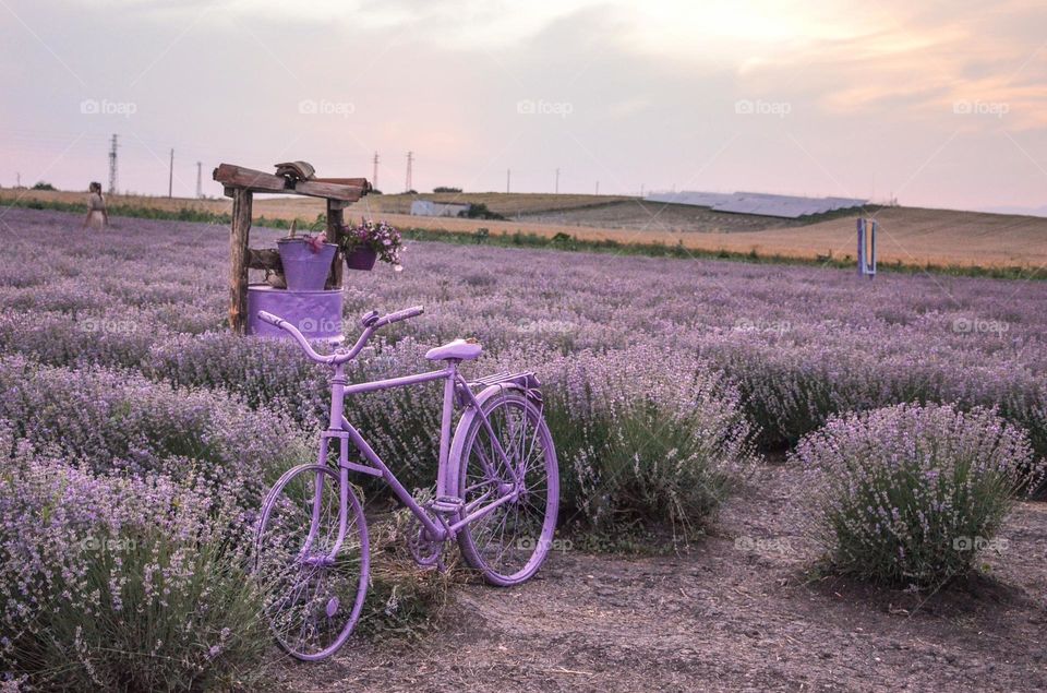 Bicycle in lavender fields