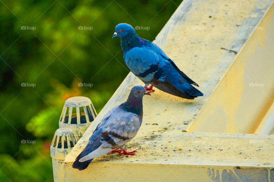 Bird photography  - Dove  - Behavior