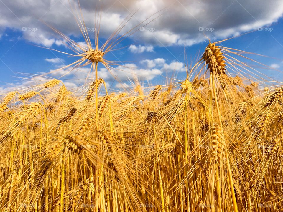 Golden Cornfield 