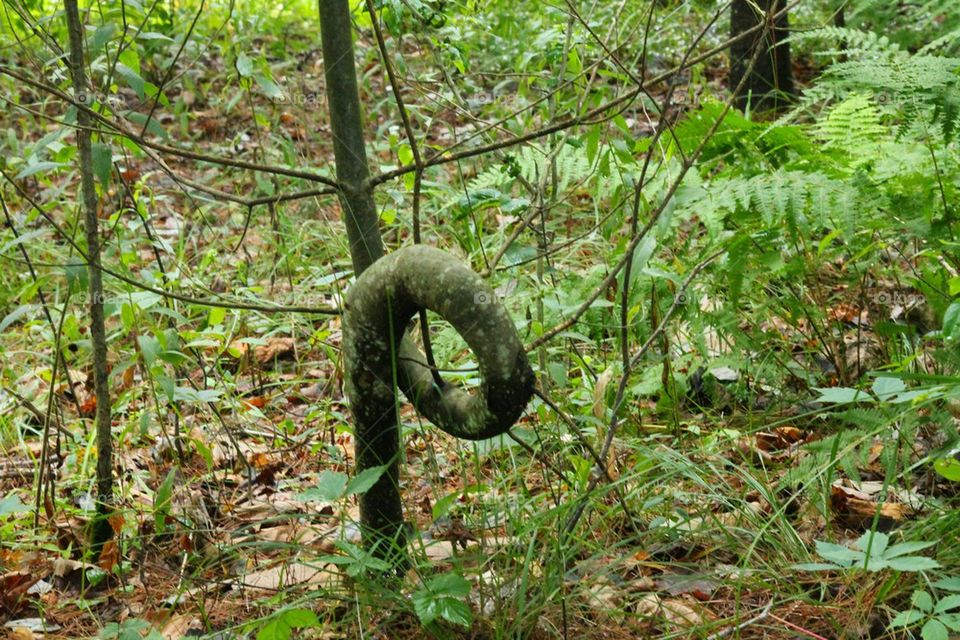 bend/loop in the tree