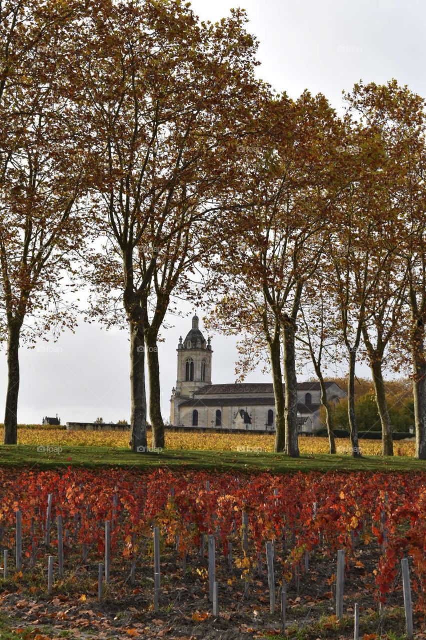 Church and vineyards in autumn 