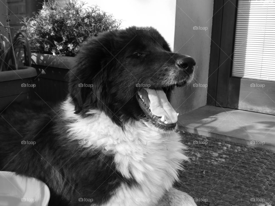 black and white portrait of a female central asia shepherd puppy laughing
