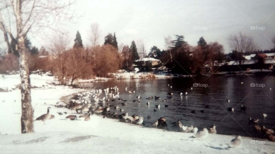 Goose Conference. ducks and geese