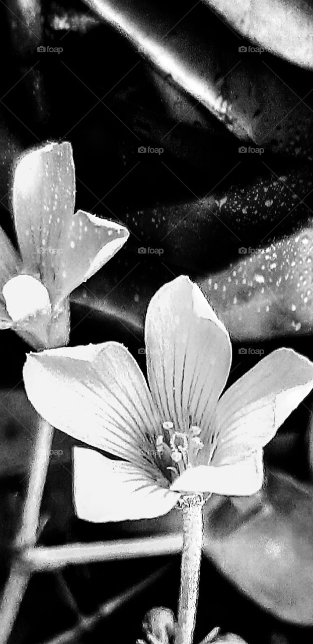 the beauty of black and white foap mission flowers
