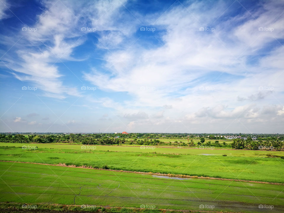 High angle vierw of cornfield