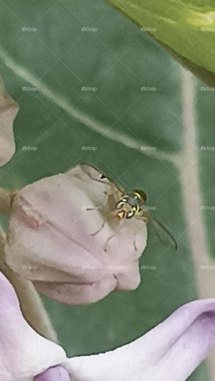 going to have fun on the bud of a wild flowers