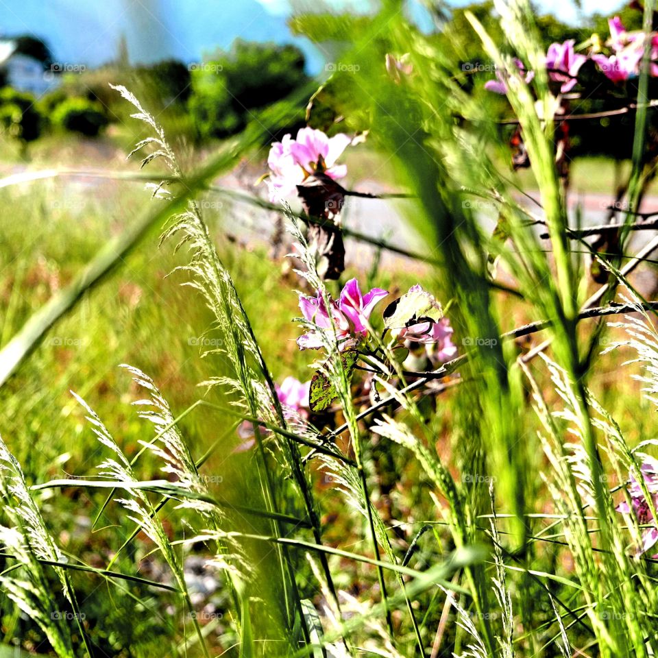 grass and flowers