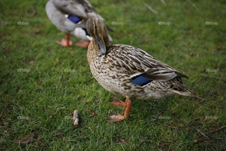 ducks duck mallard waddle by zac1