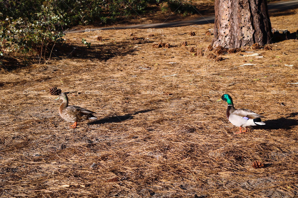 Mallard Ducks