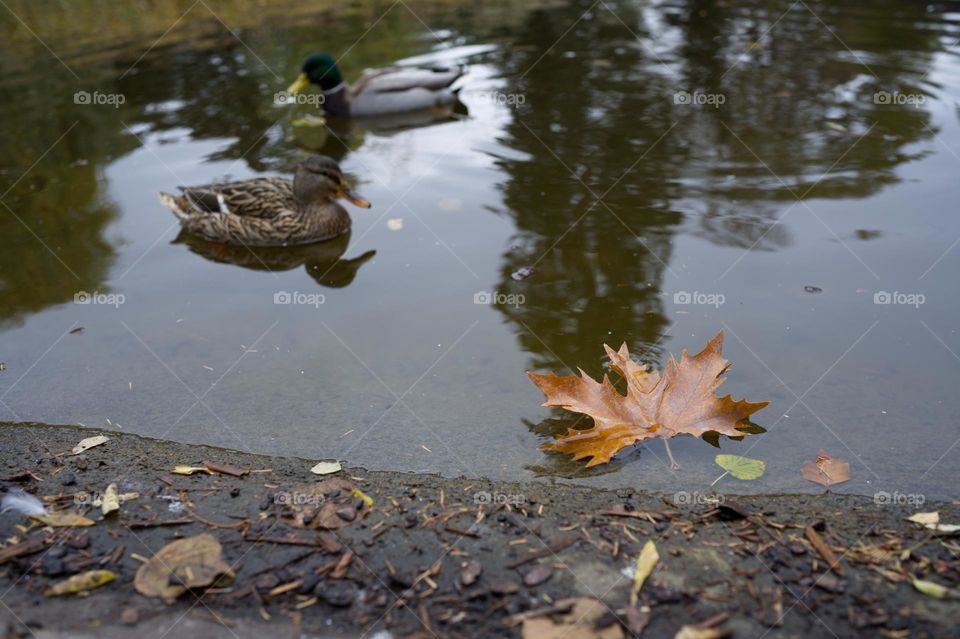 yellowed leaf fallen into the pond