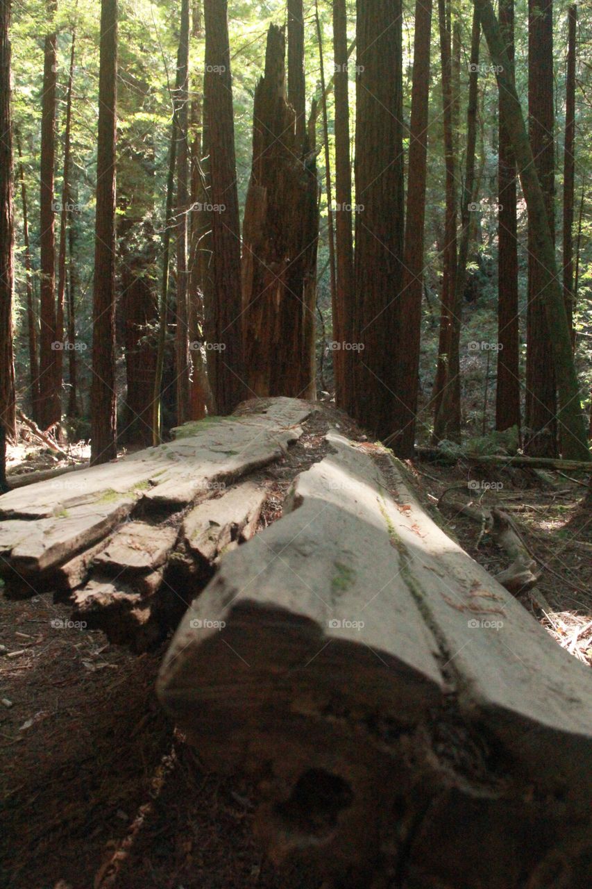 Fallen trunk