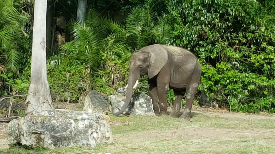 A majestic elephant makes their easy across the grassland at Animal Kingdom at the Walt Disney World Resort in Orlando, Florida.