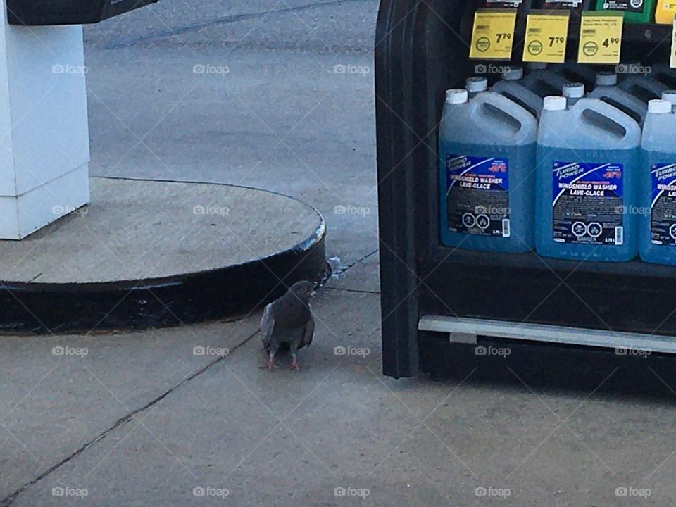 This poor pigeon was hit by a vehicle, by a gasbar I was working at, and was stunned and disoriented for quite awhile, so I kept it company while it got its bearings and flew away