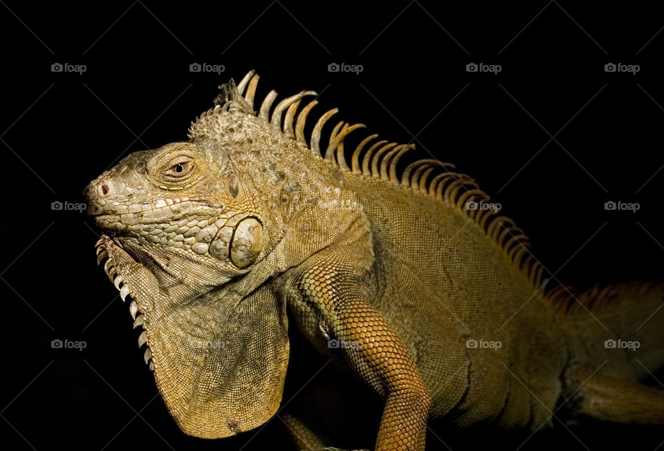 green iguana