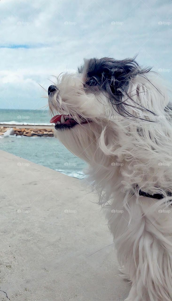 Black and white puppy
