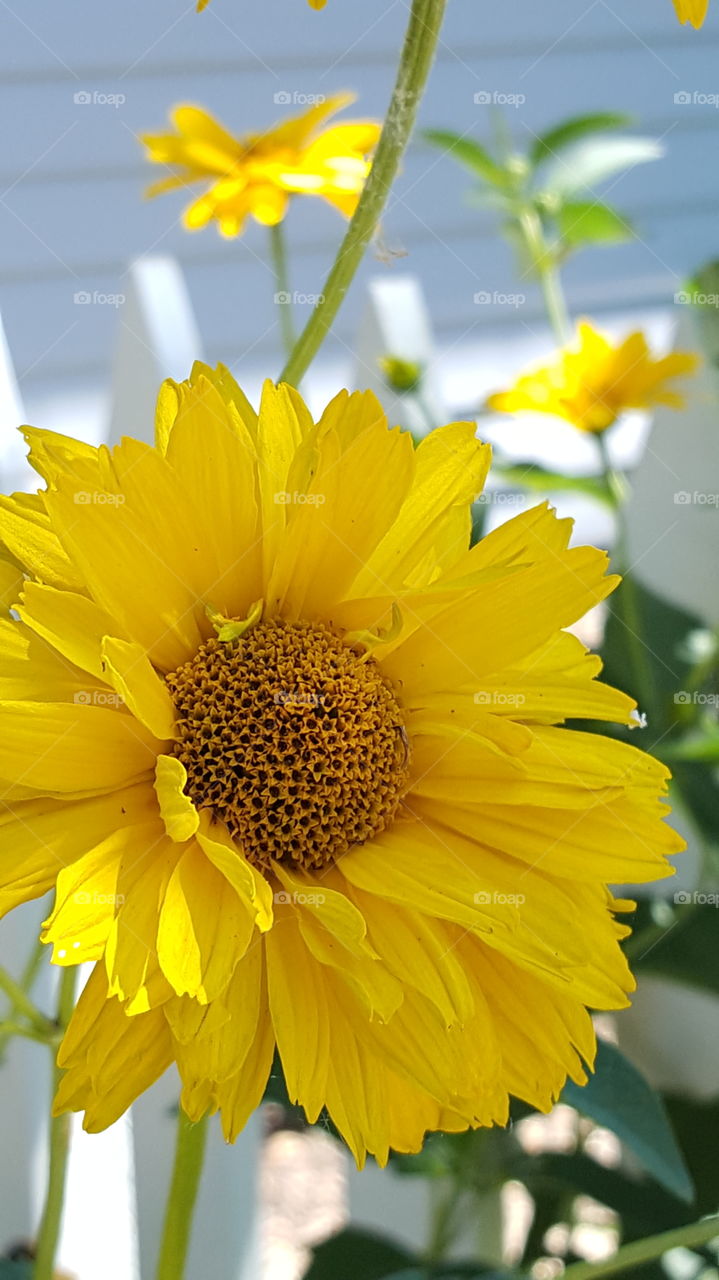 sunflower