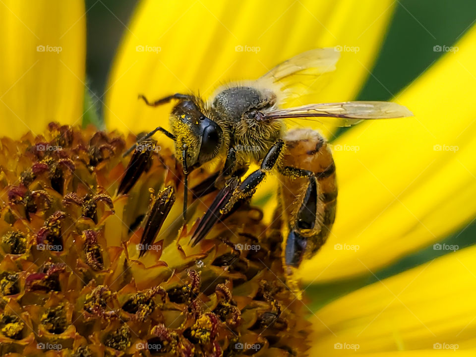 Closeup of a western honeybee pollinating a common North American sunflower.