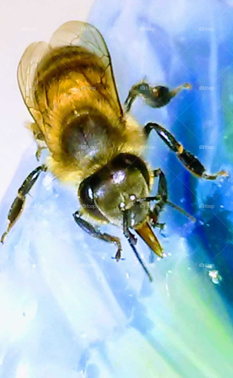 bee