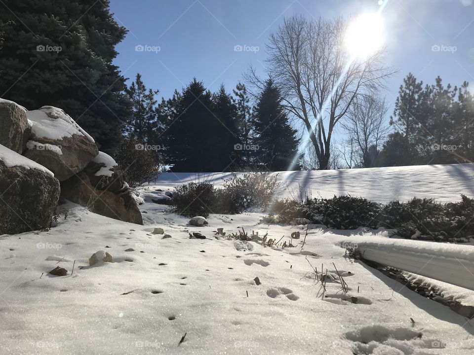 Sunny snow scene