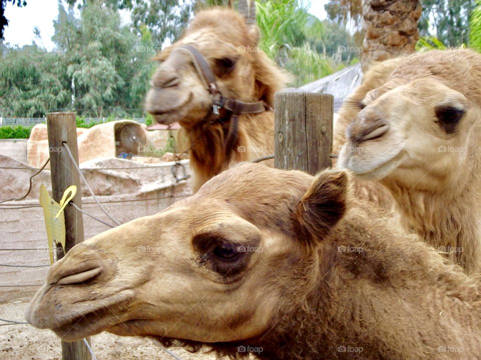 3 Camels