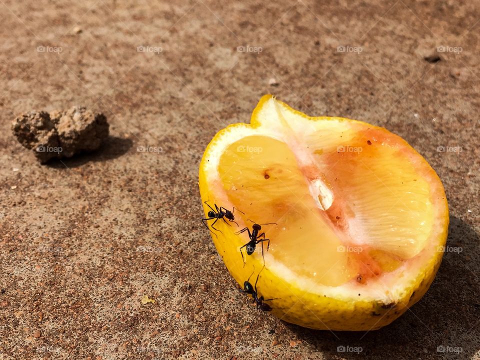 Three ants feeding on half lemon closeup