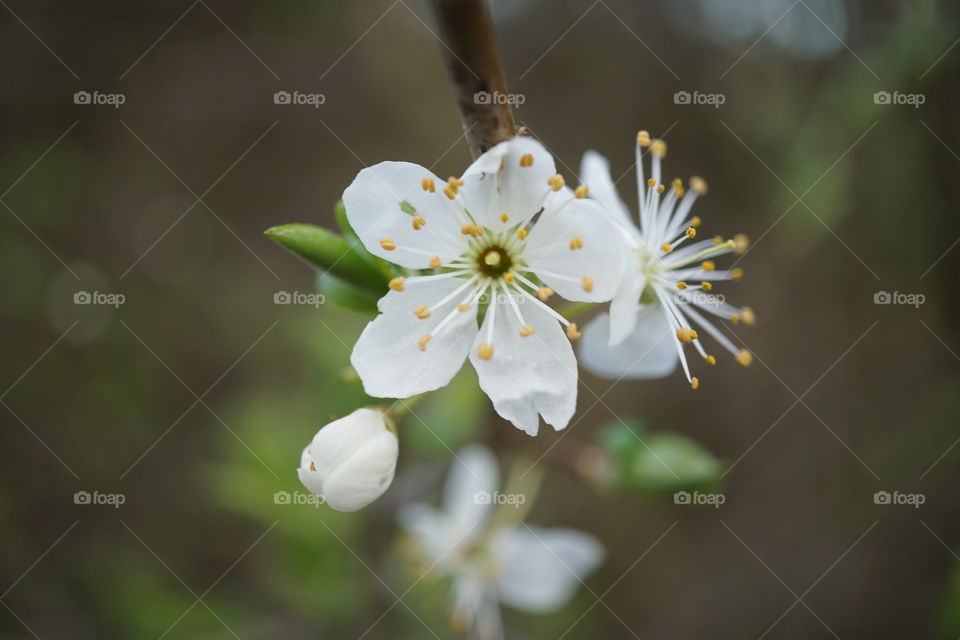 Apple Blossom flower .. making an appearance on the riverbank .. March 2019 
