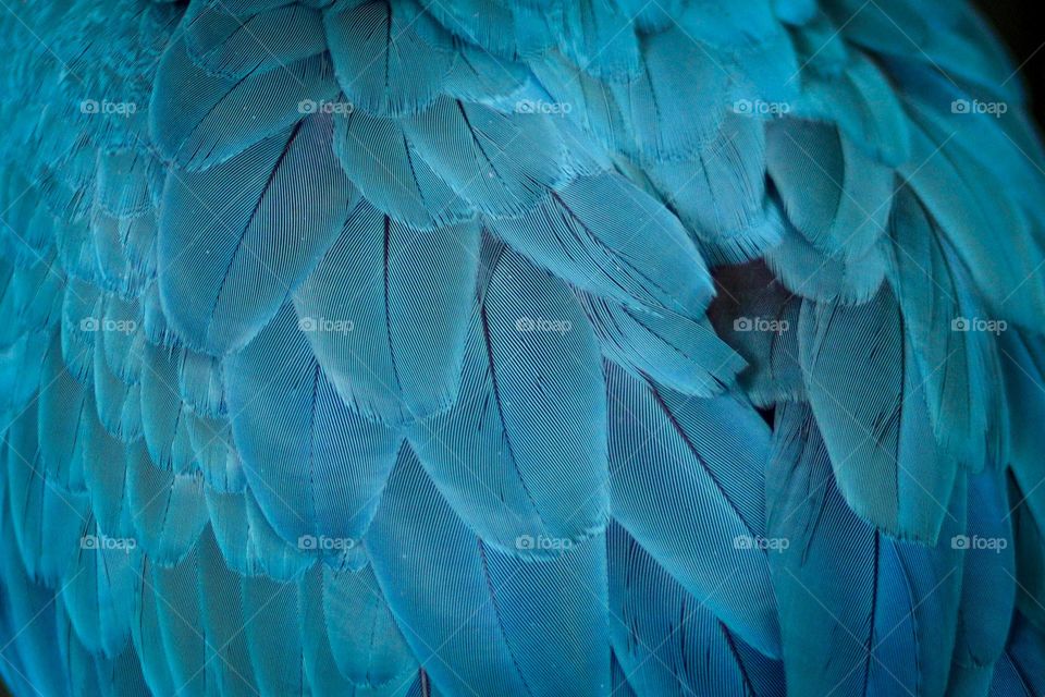 Feathers