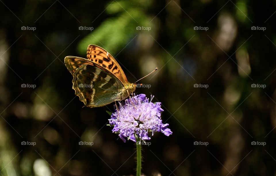 Silver-washed fritallary