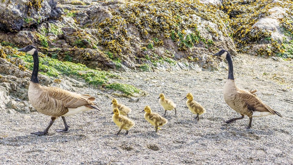 Canada geese babies walking with parents 