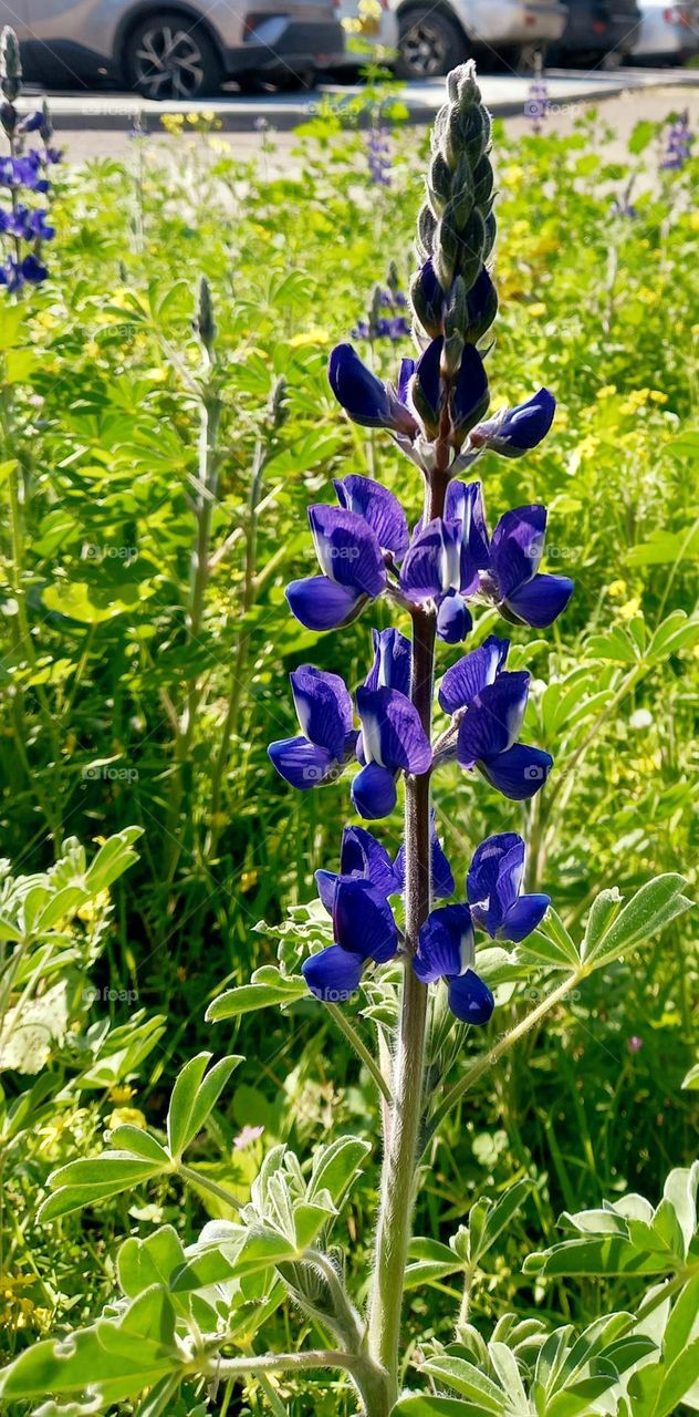 The mountain lupine