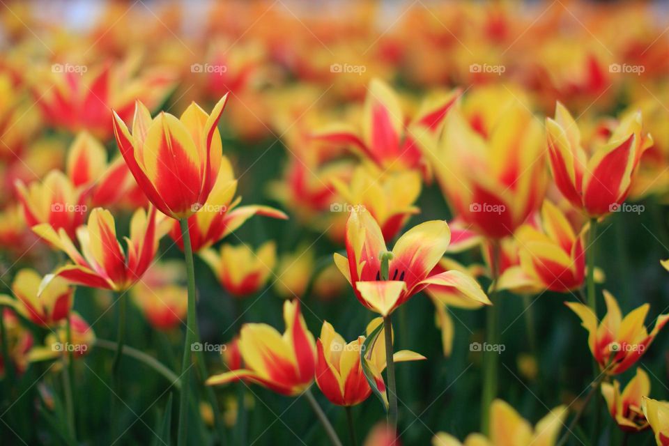 Beautiful and cute flowers in bloom