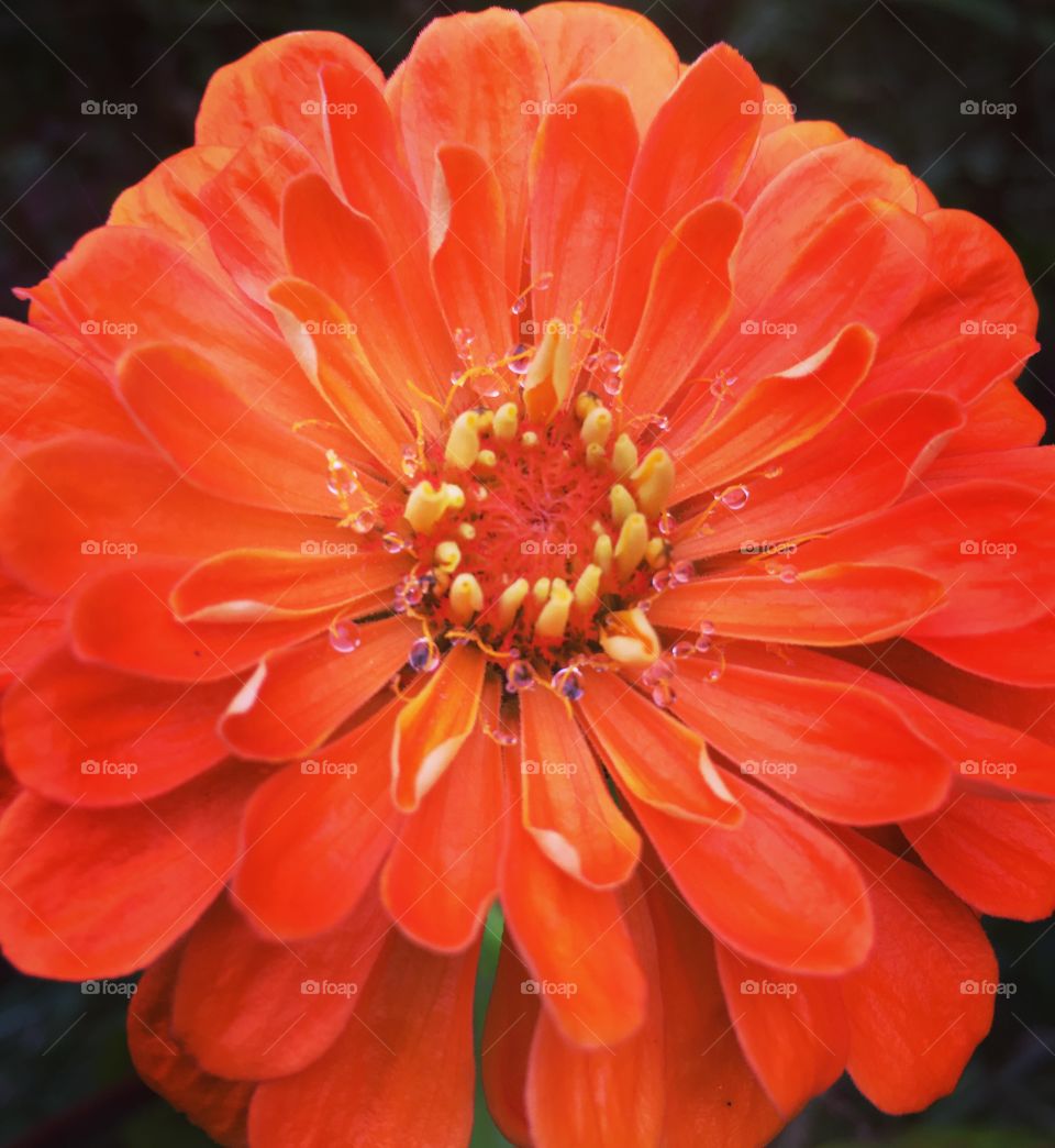 Flower zinnia and water drop