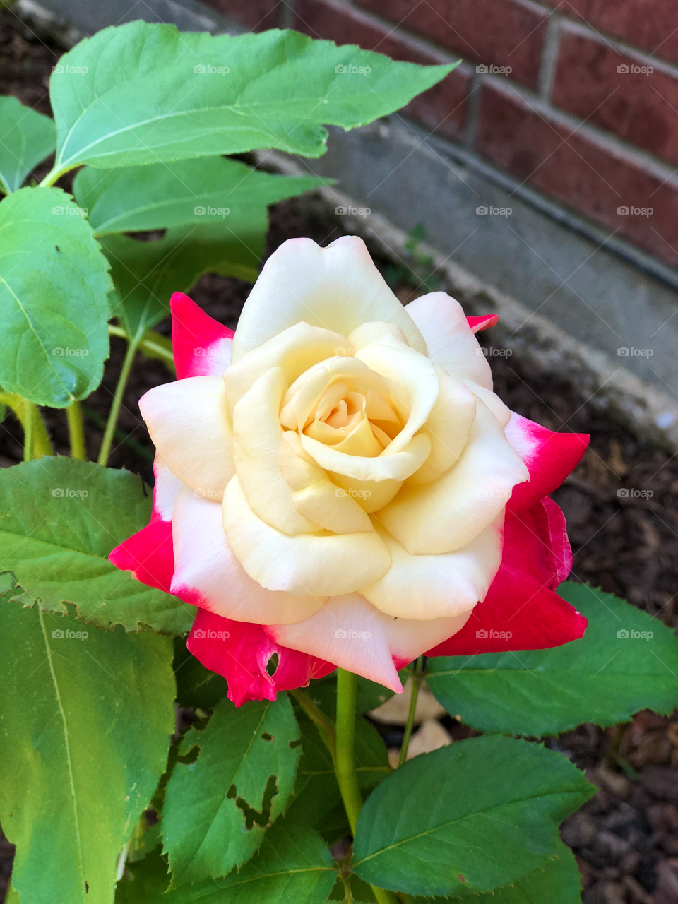 Double delight hybrid tea rose.