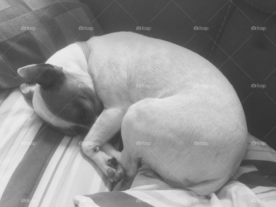 Black and white dog sleeping