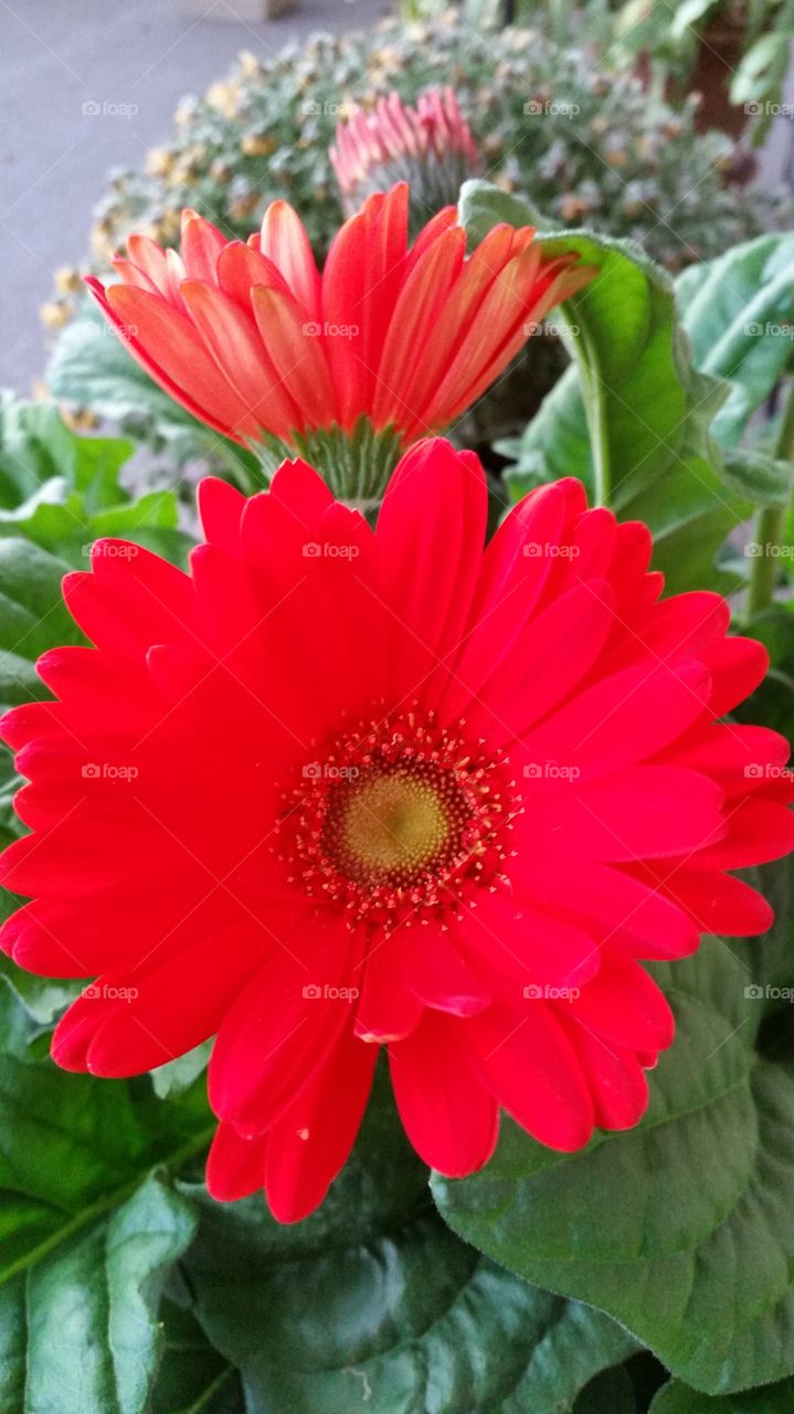 Gerbera daisy