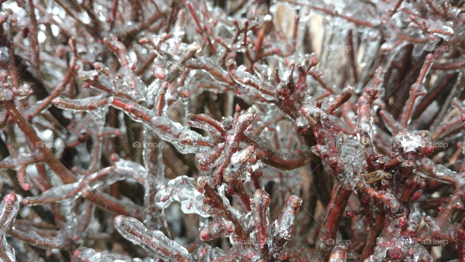 Frost, Nature, Frosty, No Person, Desktop