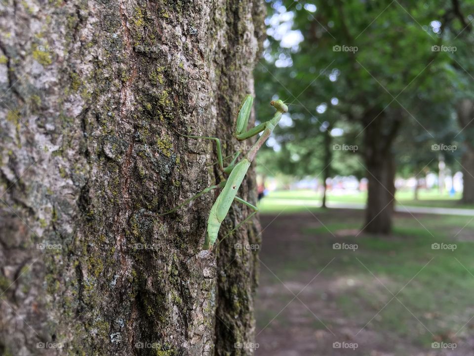 Praying Mantis on tree