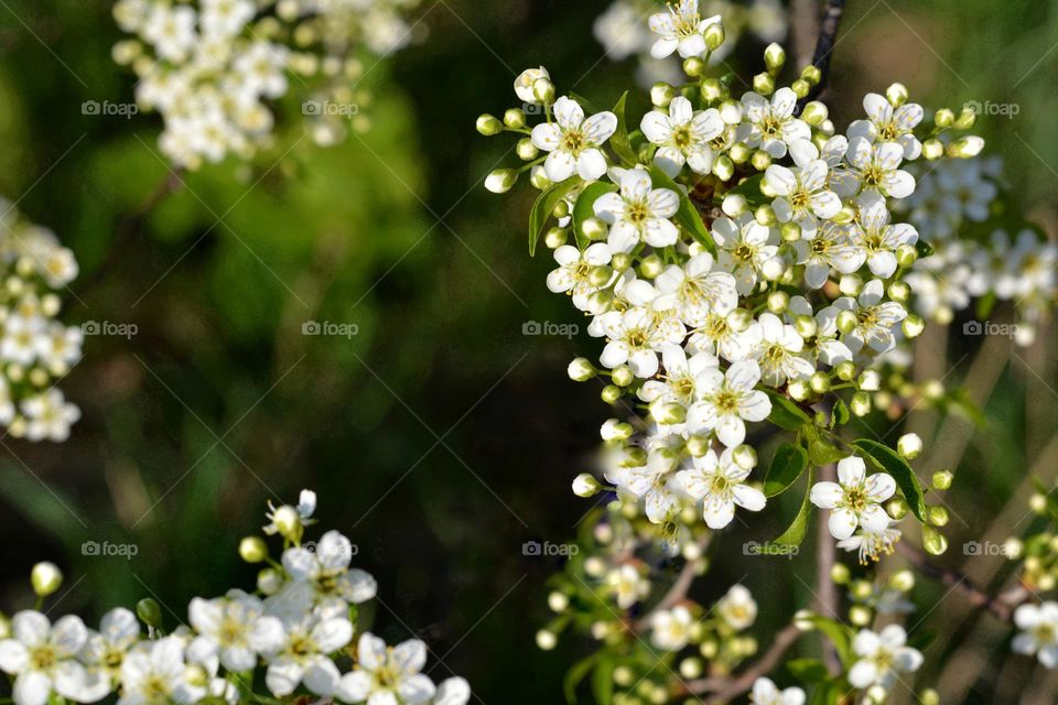 spring background blooming tree white flowers