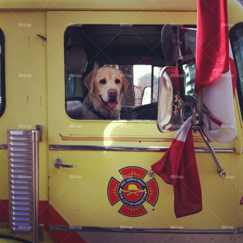 Golden retriever in a fire truck