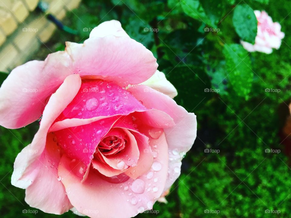 Beautiful blooming pink roses