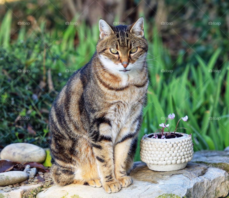 a fluffy and cute cat