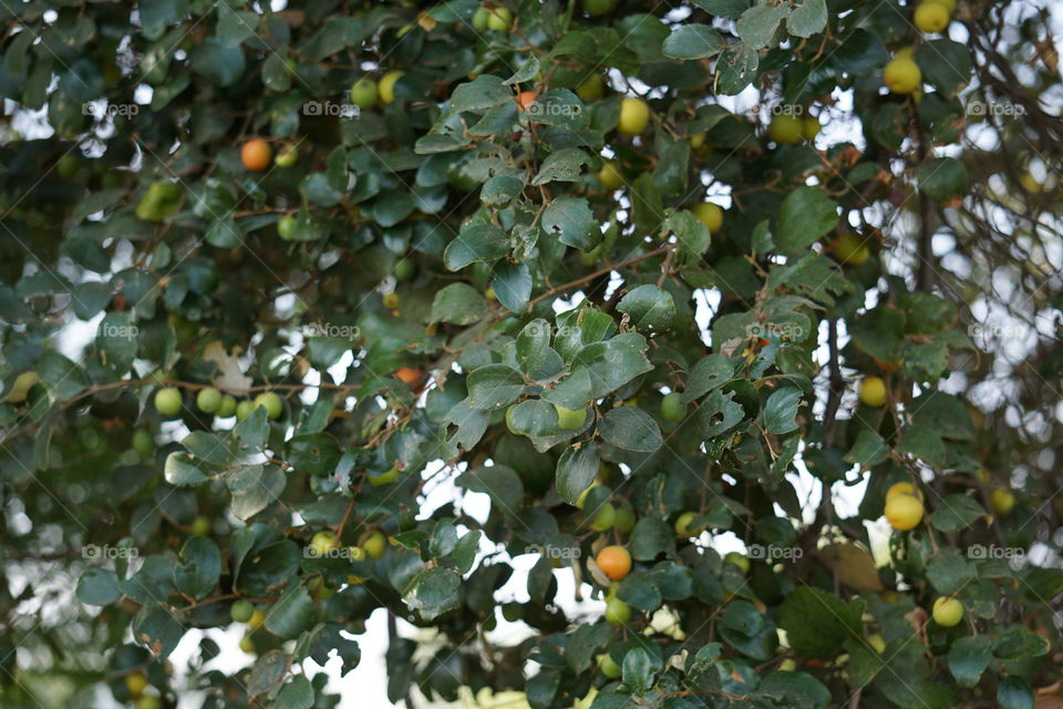 nut fruit tree
